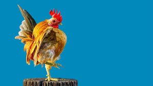 How many eggs do serama chickens lay? Serama Chicken Breed Guide Care Feeding More Know Your Chickens