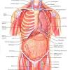 Your rib cage consists of 24 ribs — 12 on the right and 12 on the left side of your body. 1