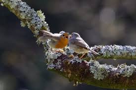 Malestroit. Obsvervation: le Rouge-gorge familier de nos jardins - Les  Infos du Pays Gallo