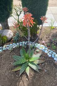 Image result for Aloe macrosiphon