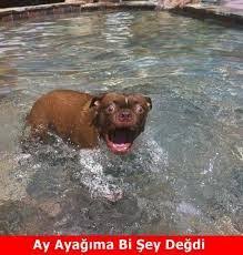 Komik Fotolar Ile Ilgili Gorsel Sonucu Komik Kopek Resimleri Komik Kopek Fotograflari