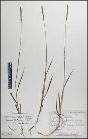 Image result for Sacciolepis indica