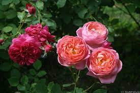 Boscobel Rose Rose Rose Photos Flowers