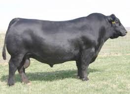 Angus Bull That They Have Seen One Of The Great Angus Bulls Beef Cattle Bull Aberdeen Angus
