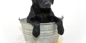 If you choose to bathe your pet, wait 2 days after you have applied the flea solution, or wait 2 days after a bath to apply it. How Long After Flea Treatment Can I Bathe My Dog