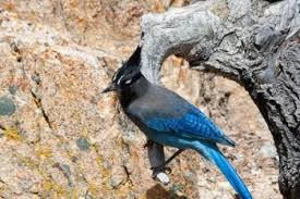Blue Birds Native To Colorado A Rocky Mountain Blue Bird Perched On A Branch In Colorado Stock Photo Blue Bird Bird Bird Perch