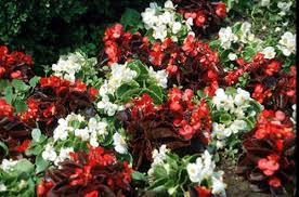 Image result for Begoniaceae