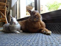 Contrairement à l'image totalement idéalisée et condescendante que papa véhicule à mon le rat pullule dès que le matou se fait virer : La Dure Vie Du Lapin Urbain Publications Facebook