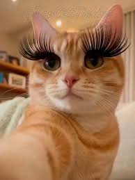 Cat with Long Eyelashes | TikTok