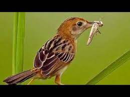 Scopri ricette, idee per la casa, consigli di stile e altre idee da provare. Kicau Burung Cici Padi Gacor Cocok Untuk Suara Pikat Dan Masteran Youtube