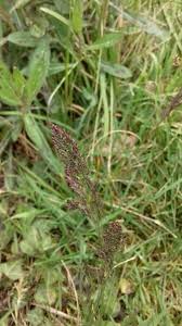 Image result for Agrostis taylorii