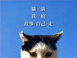 台灣自然療癒攝影家tiger love 蘇保喜歡拍攝流浪貓與大自然的主題讓人欣賞他的作品時能產生一種詩意與幸福的感覺