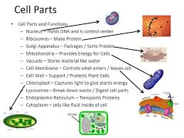 Check spelling or type a new query. Cell Structure And Function Animal Cell Plant Cell Ppt Download
