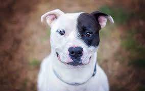 At north end pet hospital, we dedicate ourselves to providing quality veterinary care to the pets and pet owners of the tacoma, washington north end pet hospital. Home Heritage Animal Hospital