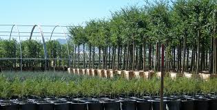 Maybe you would like to learn more about one of these? Elgin Nursery Tree Farm Phoenix Az