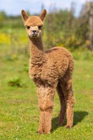 Baby Alpaca Brown Llama Pictures Cute Alpaca Baby Farm Animals