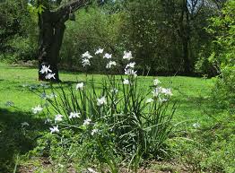 Image result for Dietes
