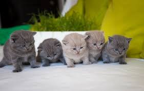Another robust and well toned gray haired cat, the chartreux is an excellent pet for those who live alone. 12 Grey Cat Breeds An Overview With Pictures Excited Cats