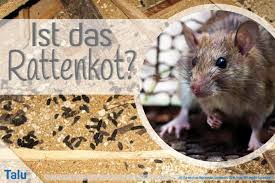 Ist Das Rattenkot So Erkennen Sie Kot Von Ratten Richtig Talu De
