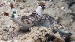 Los nudibranquios, increibles