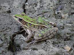 Image result for Leptochloa obtusiflora