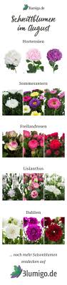 Welche Blumen Gibt Es Im August Schnittblumen Saison Kalender Saison Blumen Schnittblumen Blumen Geben