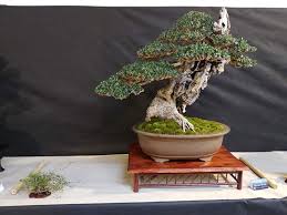 Clasificados de puerto rico bonsai bonsai variedad de tamaños, especies y precios juniper, nia, ucarillo, ficus, gmelina,corona de cristo, fukien té, cerizo, pitanga, limoncillo y mas arboles plantas. 2020 Tree Of The Year Contest Bonsai Bci