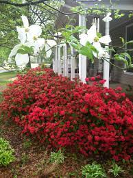Right Off The Front Porch Hershey Red Azalea And Dogwood Blooms Azaleas Landscaping Garden Spells Dogwood Blooms