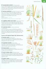 Image result for Urelytrum agropyroides