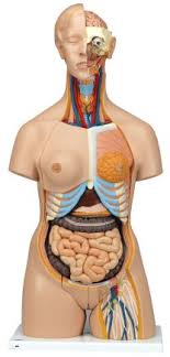 This article looks at female body parts and their functions, and it provides an interactive diagram. Human Torso Models Human Anatomy 3b Models Products