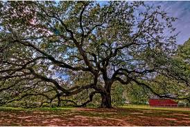 Here, under an oak tree, newly freed african american students listened in january 1863 as the emancipation proclamation was read aloud. Emancipation Oak Is A Historic Tree Located On The Campus Of Hampton University In 1863 The Virgini Hampton University Emancipation Emancipation Proclamation