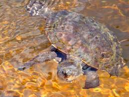 Albany Creek Check List · iNaturalist Canada