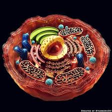 3d Human Cell In 2020 Cells Project Human Body Unit Cell Biology Notes