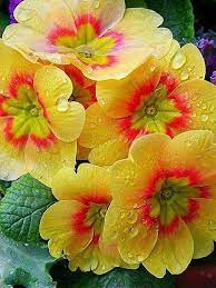 Primrose Beautiful Flowers Amazing Flowers Pretty Flowers