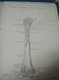 Joints are the place where two bones meet. The Right Humerus From Front Pencil Shading Anatomy Anatomical