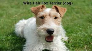 Wire Hair Fox Terrier Dog Canis Lupus Familiaris With Images Fox Terrier Puppy Wire Fox Terrier Fox Terrier