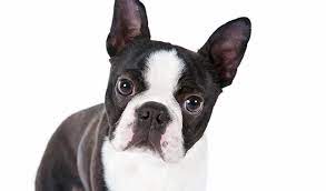 Boston Terrier Dog Breed Information