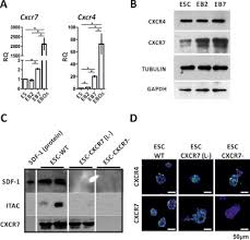 Animal cell lacking nuclei would also lack in. The Role Of Cxc Receptors Signaling In Early Stages Of Mouse Embryonic Stem Cell Differentiation Sciencedirect