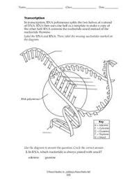Dna coloring transcription and translation worksheet answer key. Mrna Transcription Lesson Plans Worksheets Reviewed By Teachers