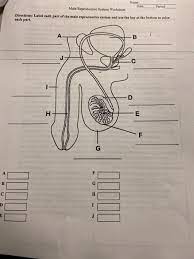 Basis of the major controlling system of the body 7. Name Date Period Male Reproductive System Worksheet Chegg Com