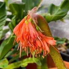 Image result for Scadoxus cinnabarinus