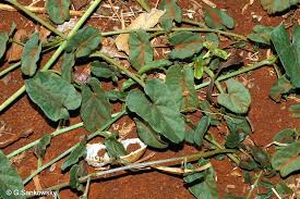 Image result for Ipomoea barteri