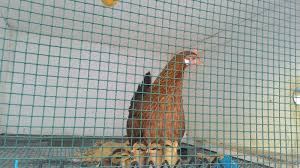 Jom tonton video ni sampai habis. Banglo Ayam Cikgu Suffi Cikgu Suffi Cs