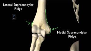 The elbow is a hinge joint consisting of three bones: 100 The Structures On The Distal Humerus Youtube