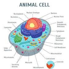 We did not find results for: 35 Label Of Animal Cell Labels Design Ideas 2020