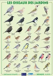 Resultat De Recherche D Images Pour Les Oiseaux Des Jardins Oiseaux Des Jardins Oiseaux Du Ciel Oiseaux