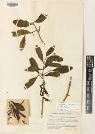 Image result for Dictyophleba