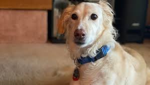 Fundraiser by Brandon Wong : I Need Help With Yin's Vet Bills