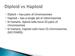Diploid definition diploid describes a cell or nucleus which contains two copies of genetic material, or a complete set of chromosomes, paired with their homologs (chromosome carrying the same information from the other parent). Haploid Vs Diploid Cells