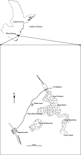 Image result for Synadenium pereskiifolium